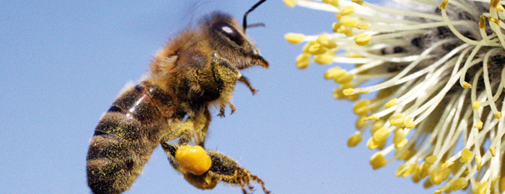 Bienenfest 2017 titel