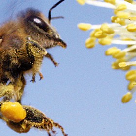 Bienenfest am 5. Juni 2017